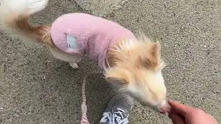 チワワの”めいちゃん”と”散歩トレーニング”！