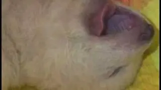 Super Cute polar bear cub  video released