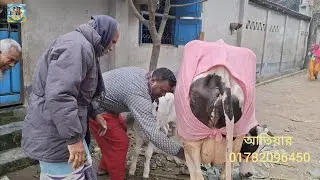 @ আজ ২৮/১২/২০২৫|| বিসমিল্লাহ্ এগ্রো ফার্ম, পটিয়া, চট্টগ্রামের উন্নত জাতের দুধের গাভী বাছুর||