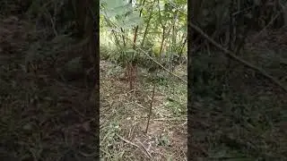 Bisnis dollar Kaliandra merah untuk wood pellet