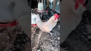 #Feeding #time #home #backyard #chicken #rooster #nature #best #family #god #rural #beautiful #fun