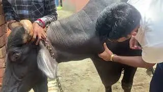 Jugular vein l dr umar khan