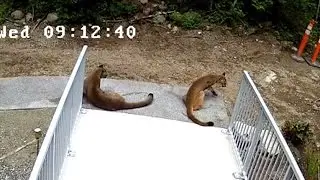 Cougars wander around B.C. salmon hatchery