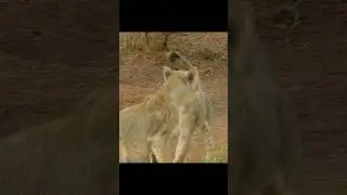 Adaptation matters more than strength.#wildlife #animals #shots #video