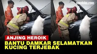 Gonggongan Olaf Si Anjing Pintar Bantu Damkar Selamatkan Kucing Terjebak di Kap Mobil