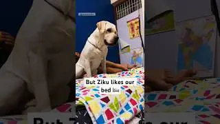 Labrador Dog | Bed Stories | Ziku #labradorretriever #dogbreed #dog #shortsviral #shortvideos