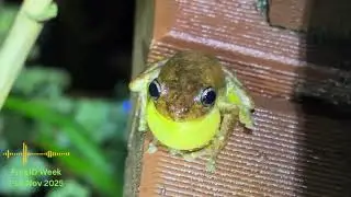 New Frog Friends at the Gold Coast in Queensland for FrogID Week 2025!