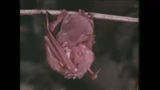 Animals Of North America (1979)