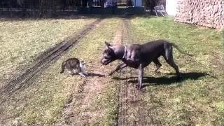 Small Cat vs Big Dog Fight Funny