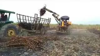 Cosecha de caña, en Poblado 3, Zafra 2018-2019