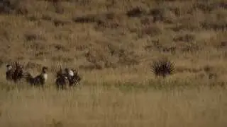 Sage Grouse Dancing on a Lek