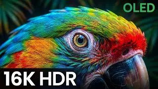 Ultimate 16K OLED TV Test &bull; Animal Planet Nature Documentary (HDR & Dolby Vision)