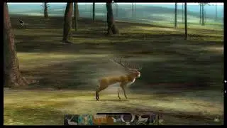 the endless forest