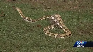 Python with full stomach found in couple's backyard -- what did it eat?