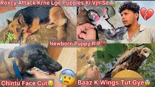 Roxcy N Attack Kiya😰Roxcy Puppies🐶Newborn Puppy Ki Death Hogye💔Chintu Ko Stitches Lagvana Pde😢