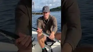 Catching the most crazy fish in Norway - do you know the name? #shorts #short #fishing #norway #fish