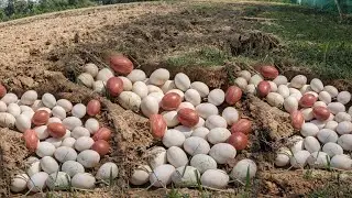 Wow wow Many Duck Eggs Found in a Rice Field by a Skilled Farmer