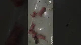 1 day old baby hamham #shorts #hamster #cute #pet #funny #viral #baby #sweet #animals #trend