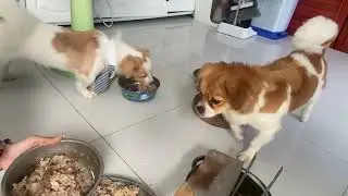 Documented proof that the 'Puppy Dog Eye' evolutionary trait is 100% effective. Case study