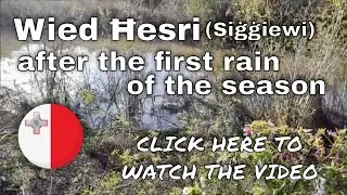 Wied Ħesri (Siġġiewi) after the first rain of the season -  October 2021
