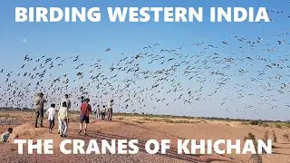 BIRDING WESTERN INDIA: THE CRANES OF KHICHAN