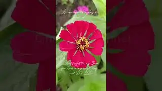 Relaxing beautiful flowers 💐🎶|| Never forget to thank everyday #shorts #satisfying #relaxing