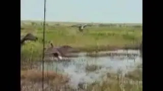 Goose decoy movement Avian x Avery Bigfoot goose decoy carry lite zip-line final approach decoys