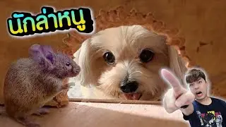 ไอหนูบ้า อย่ามาซ่ากับหมาพี่ 🐭🐶