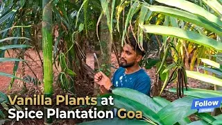 Vanilla Plants 🪴 | Spice Plantation Goa | INFORMATION about Vanilla | Goa | April-2025