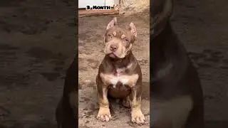 28  days to One Year American bully transformation#feed#dog #bullydogs#pitbull#love #transformation