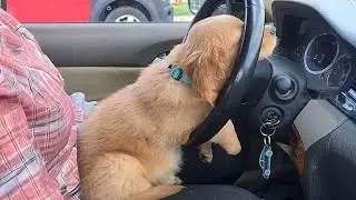 The FUNNY PUPPIES on the Planet! 🌍🤣 Funny Animals Video