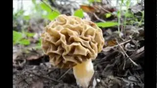 Spugnole   a funghi con il Brigo
