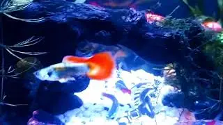 German Yellow red blonde guppy | 🇩🇪 Short video.. ✨️