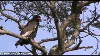 Bataleur Eagle