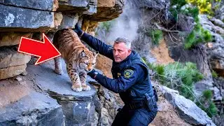 POLICE OFFICER SAVES LYNX TRAPPED ON CLIFF EDGE... WHAT HAPPENED NEXT IS NOT FOR THE FAINT OF HEART!