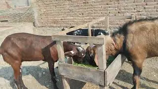 Cute Goat Kids Playing & Jumping in Winter Sun ☀️🐐 | Adorable Baby Goats #goats #goatfarming #goatki