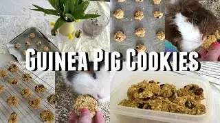 DIY Guinea Pig Treats - Cookies |♡Imy'sAnimals♡