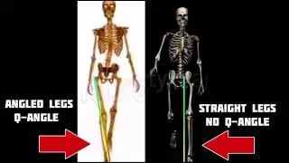 Male and Female Skeleton 