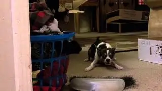 dog barks at broom