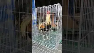 cock cages galvanized