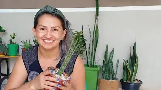 Como fazer mudas de Lança de São Jorge por Folha😊 #plantasdentrodecasa #sansevieria