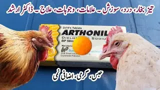 Treatment of Fever, Pain and Inflammation in Poultry Birds | Dr. ARSHAD 