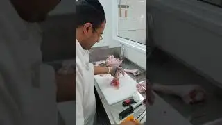 פירוק הודו נקיבה קצביית מעדני מלך