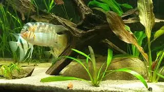 Krobia xinguensis paring
