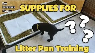 Essential Supplies for Litter Pan Training Puppies | Simple & Odor Free Setup