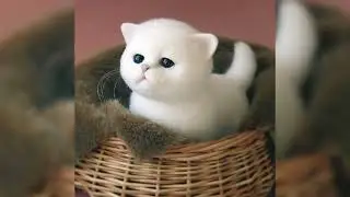 Cute dog 🐕,cat 🐈 images........and whatsapp dp...........