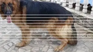 GSD long coat stud service available in Valsad
