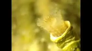 Polychaeta in the Black Sea, 2