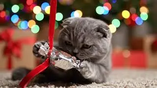 ASMR Realistic Cat Eating Cat-Safe Chocolate Treat | Cute Cat Eating Sounds & Close-Up