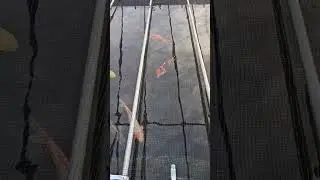 Clare's Pond - Salty Koi Jail   #koi #koipond #japan #koifish #johnhartford #japanesejoi
